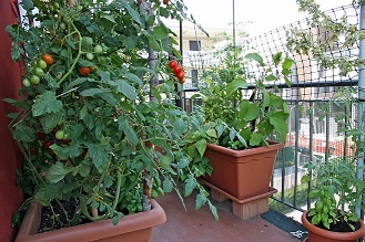 Tomatoes